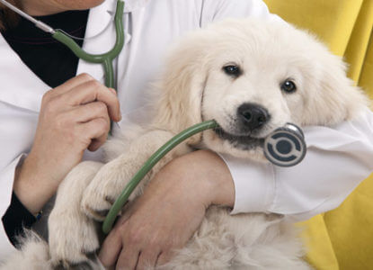 veterinary debt collection